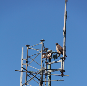transmitter with bird