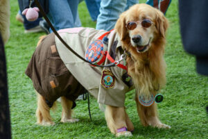 A golden retriever wearing sunglasses and a park ranger uniform in the style of the Outside Lands mascot